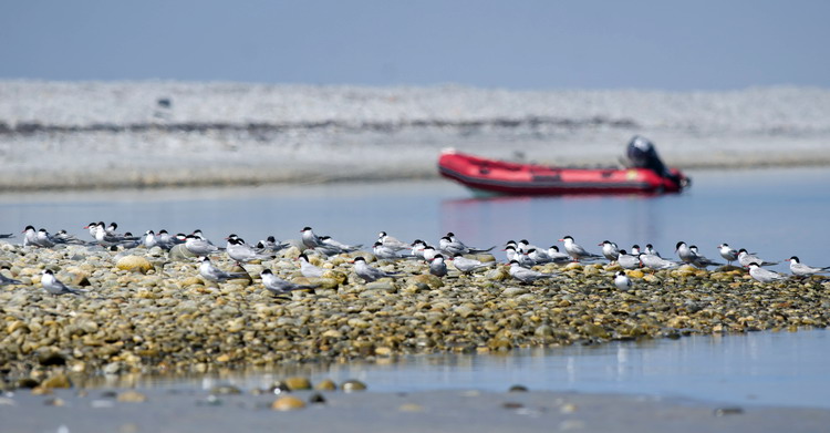 Terns resting on shingle beach, Cape Sable, NS, Aug. 2, 2020 - Alix d'Entremont photo